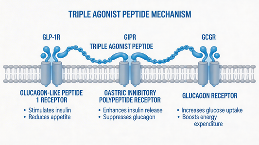 How Does Retatrutide Work? The Triple Agonist Mechanism Explained (2026)